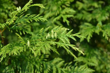 Thuja occidentalis Aurescens. Thuja yaprakları ve dalları