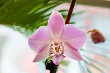 Blooming beautiful orchid in the morning winter sun in the greenhouse. clipart