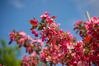 Apple Malus Rudolph tree, with dark pink blossoms in the blurred bokeh background. Spring. Abstract floral pattern.