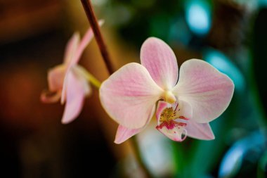 Purple orchid at the window, blurred green background, soft focus. clipart