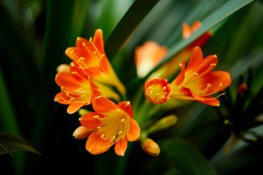 Güzel kaffir zambağı, Clivia minyatürü, botanik bahçesinde çiçek açan çiçekler..