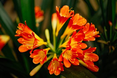 Güzel kaffir zambağı, Clivia minyatürü, botanik bahçesinde çiçek açan çiçekler..