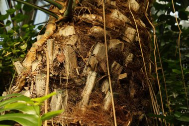 Anka kuşu silsilesi ya da gümüş hurma ağacı, lif dokusu.
