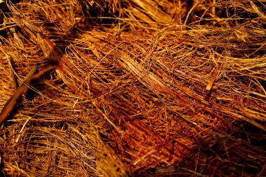 Anka kuşu silsilesi ya da gümüş hurma ağacı, lif dokusu.