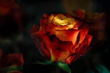 Taze kırmızı-sarı güller. Renklerin arka planı. Tatil kavramı. Seçici odak.