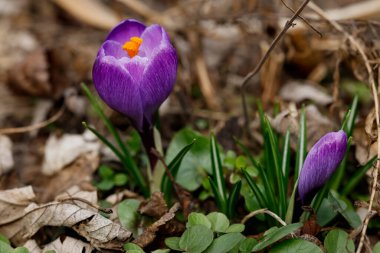 Purple flowers of crocus in spring in the botanical garden.