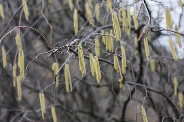 Arka planda sarı çiçekli fındıklı küpelerin yakın çekimi. Corylus avellana. Seçici odak /