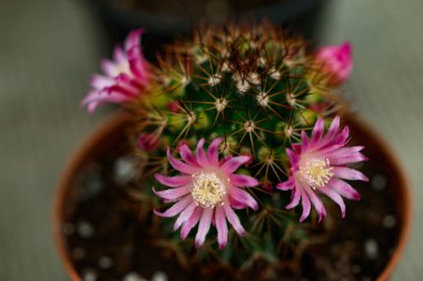 Mammillaria zeilmanniana kaktüsü ve pembe çiçek. Ev dekorasyonu için Evergreen tropikal dikenli bitki. Güzel pembe çiçekli çöl kaktüsü..