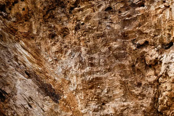 Ahşap dokuya yakın çekim. Kırık ahşap dokusu ve detayları. Farklı dekoratif çizgiler ve çatlaklar.