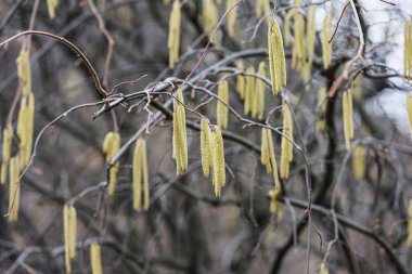 Arka planda sarı çiçekli fındıklı küpelerin yakın çekimi. Corylus avellana. Seçici odak