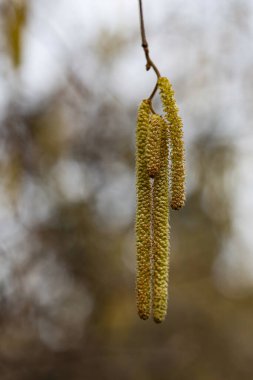 Arka planda sarı çiçekli fındıklı küpelerin yakın çekimi. Corylus avellana. Seçici odak