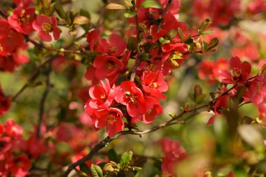 Henomeles çok güzel. Baharın ilk çiçekleri botanik bahçesindeki güzellikleriyle keyif alırlar..