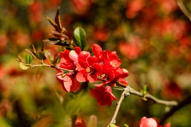 Henomeles çok güzel. Baharın ilk çiçekleri botanik bahçesindeki güzellikleriyle keyif alırlar..