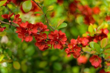 Henomeles çok güzel. Baharın ilk çiçekleri botanik bahçesindeki güzellikleriyle keyif alırlar..
