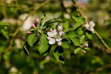 Elma ağacı çiçek açıyor. Elma ağacının narin pembe çiçekleri..
