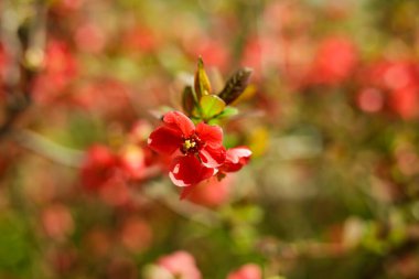Henomeles çok güzel. Baharın ilk çiçekleri botanik bahçesindeki güzellikleriyle keyif alırlar..