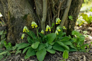 Primula veris 'in sarı çiçekleri ya da bahçede Primula memurları.