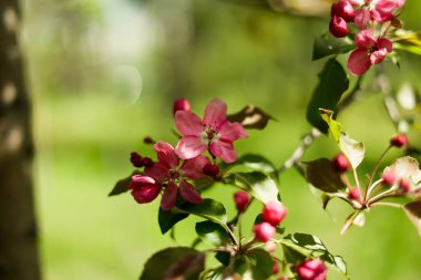 Apple Malus Rudolph tree, with dark pink blossoms in the blurred bokeh background. Spring. Abstract floral pattern.