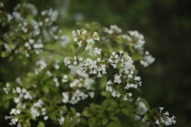 Botanik bahçesinde güneşli bir günde çiçek açan viburnum.