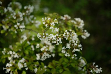 Botanik bahçesinde güneşli bir günde çiçek açan viburnum.