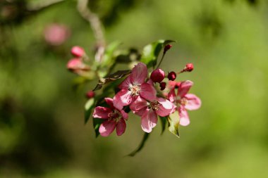 Elma Malus Rudolph ağacı, bulanık arka planında koyu pembe çiçekler var. Bahar. Soyut çiçek deseni.