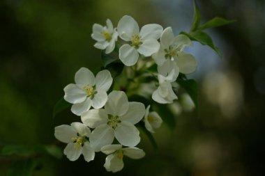 Bahar güneşinde bir armut ağacının beyaz çiçeği. Kapatın. Seçici odak, bulanık arkaplan.