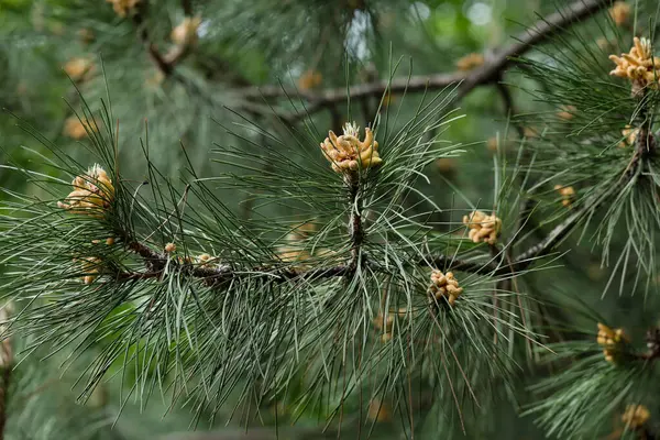 İlkbaharda yeni filizlenen ağaç. Doğanın uyanışı. Kozalaklı orman