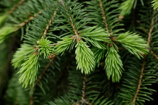 İlkbaharda filizlenen çam ağacı..