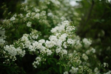 Spiraea Prunifolia F. simpliciflora, yaygın olarak Bridalreath Spiraea olarak bilinen, cennetsel güzelliği ile bahçeleri süsleyen enfes bir çiçek çalısıdır..
