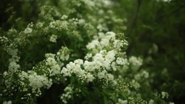 Spiraea Prunifolia F. simpliciflora, yaygın olarak Bridalreath Spiraea olarak bilinen, cennetsel güzelliği ile bahçeleri süsleyen enfes bir çiçek çalısıdır..