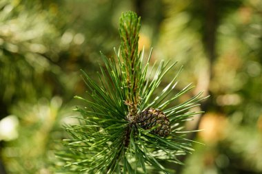 Baharda çam botanik bahçesinde.