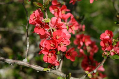 Henomeles çok güzel. Baharın ilk çiçekleri botanik bahçesindeki güzellikleriyle keyif alırlar...