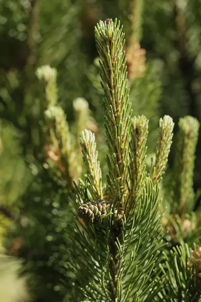 Baharda çam botanik bahçesinde.