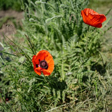 Kırmızı gelincik, papaver rhoeas L. Baharda bahçede çiçek açıyor..