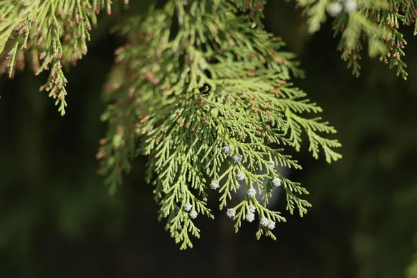 Yeşil Lawson Cypress şubelerine yakın çekim.
