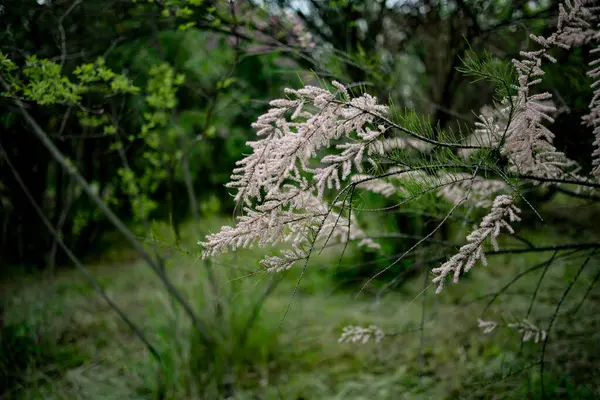 Tamariks, tamariks, pembe çiçekler. Tamarix çalısı baharın başlarında çiçek açıyor. Hafif bahar meltemi