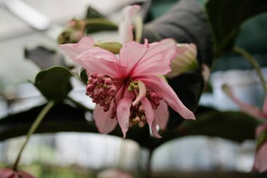 Medinilla magnifica veya gösterişli medinilla veya gül üzümü çiçeği.