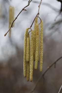 Arka planda sarı çiçekli fındıklı küpelerin yakın çekimi. Corylus avellana. Seçici odak