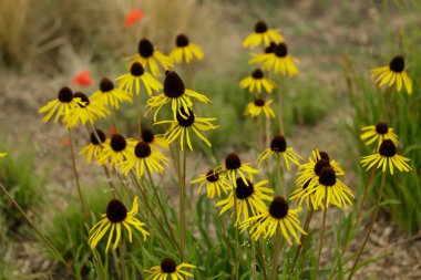 Sarı Coneflower Echinacea Paradoksu. Arka planda sarı coneflowers alanı bulanıklaştı..