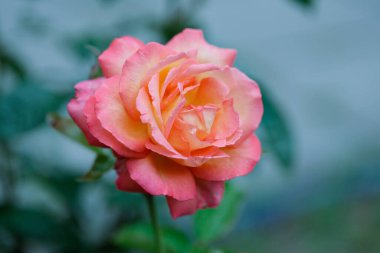Chicago Barış Gülü, bahçedeki ünlü barış gülünün doğal mutasyonudur..