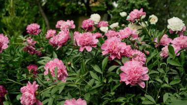 Bahçede pembe bir çift şakayık çalısı açar..