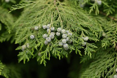 Kozalaklı ağaç kozalaklı selvi çiçeği..
