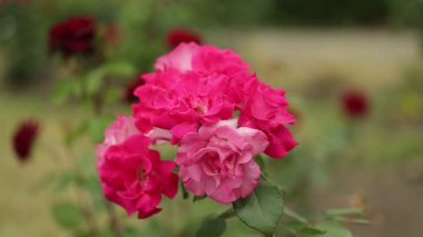 Güllerin, çiçeklerin, bahçenin bulanık arkaplanının pembe çiçekleri..