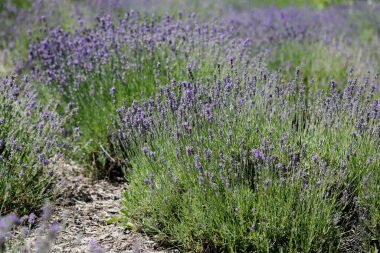 Yaz güneşinin altındaki lavanta çalısı.