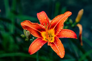 Turuncu zambağın ön plan odak ve doku detaylarına sahip yakın çekimi Lilium bulbiferum veya zambak zambağı olarak da bilinir, taç yaprakları üzerindeki su damlacıklarıyla.