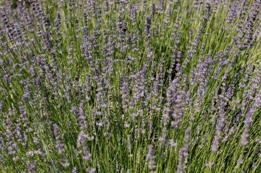 Yaz güneşinin altındaki lavanta çalısı.