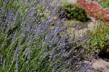 Yaz güneşinin altındaki lavanta çalısı.