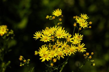 Jacobaea vulgaris, Senecio Jacob. Sarı çiçekli Ragwort..