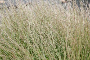 Miscanthus sinensis, Hermann Mussel, yeşil yapraklı çimenler ve gümüş çiçekler..