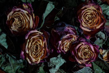 Koyu arkaplanda kuru güller. Kurumuş çiçekler.